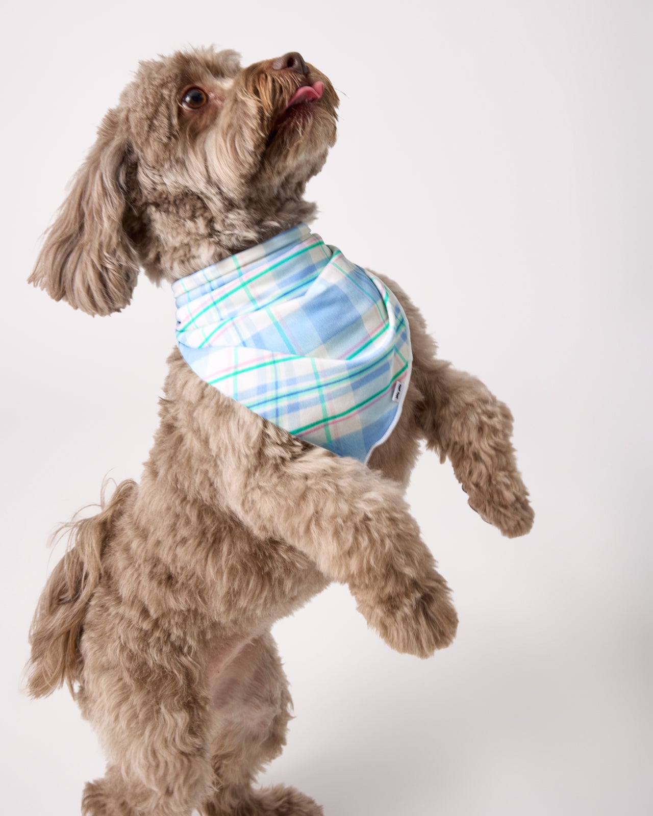 Springtime Plaid Pet Bandana